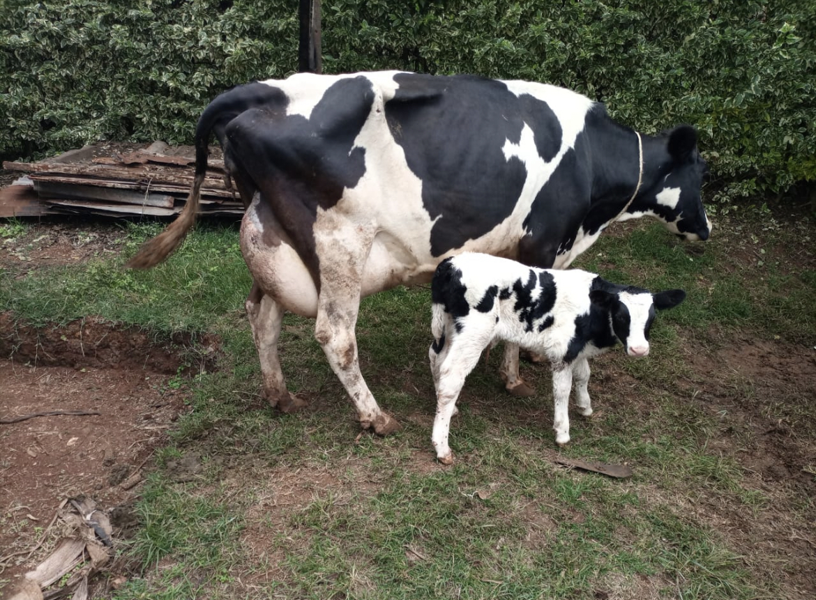 Dairy Cow in Kenya