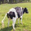 Premium Friesian Heifers – 7 Months In-Calf! - Image 3