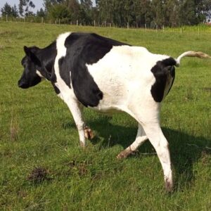 Premium Friesian Heifers – 7 Months In-Calf!