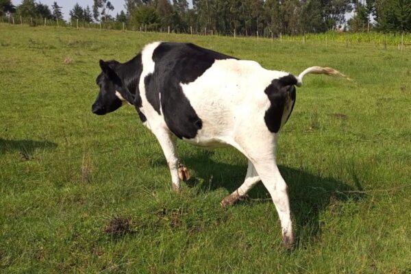 Premium Friesian Heifers – 7 Months In-Calf!
