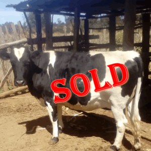 🏆 Premium 2nd In-Calf Friesian Cow - 24+ Litres/Day! 🐄