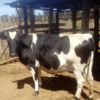 🏆 Premium 2nd In-Calf Friesian Cow - 24+ Litres/Day! 🐄 - Image 4