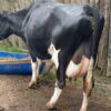 High-Yielding Dairy Cow + Calf – 25+ Litres/Day For Sale! - Image 2