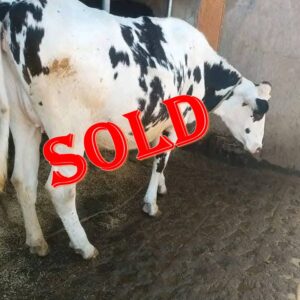 8-Month In-Calf Super Giant Friesian Heifers 🐄