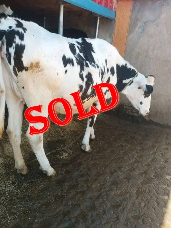 8-Month In-Calf Super Giant Friesian Heifers 🐄