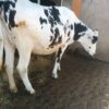 8-Month In-Calf Super Giant Friesian Heifers 🐄 - Image 4