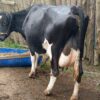 High-Yielding Dairy Cow + Calf – 25+ Litres/Day For Sale! - Image 3