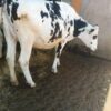8-Month In-Calf Super Giant Friesian Heifers 🐄 - Image 5