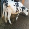 8-Month In-Calf Super Giant Friesian Heifers 🐄 - Image 3