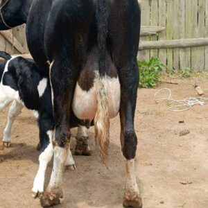 High-Yielding Dairy Cow + Calf – 25+ Litres/Day For Sale!