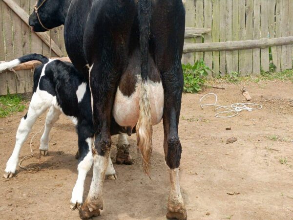 High-Yielding Dairy Cow + Calf – 25+ Litres/Day For Sale!