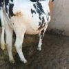 8-Month In-Calf Super Giant Friesian Heifers 🐄 - Image 6