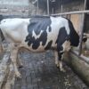 Super Giant Friesian served Heifer - Image 3