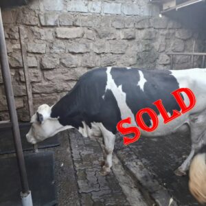 Super Giant Friesian served Heifer