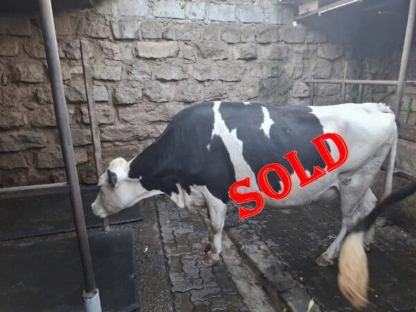 Super Giant Friesian served Heifer