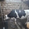 Super Giant Friesian served Heifer - Image 2