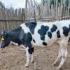 uwezo farm kenya dairy cow