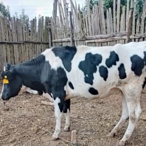 uwezo farm kenya dairy cow