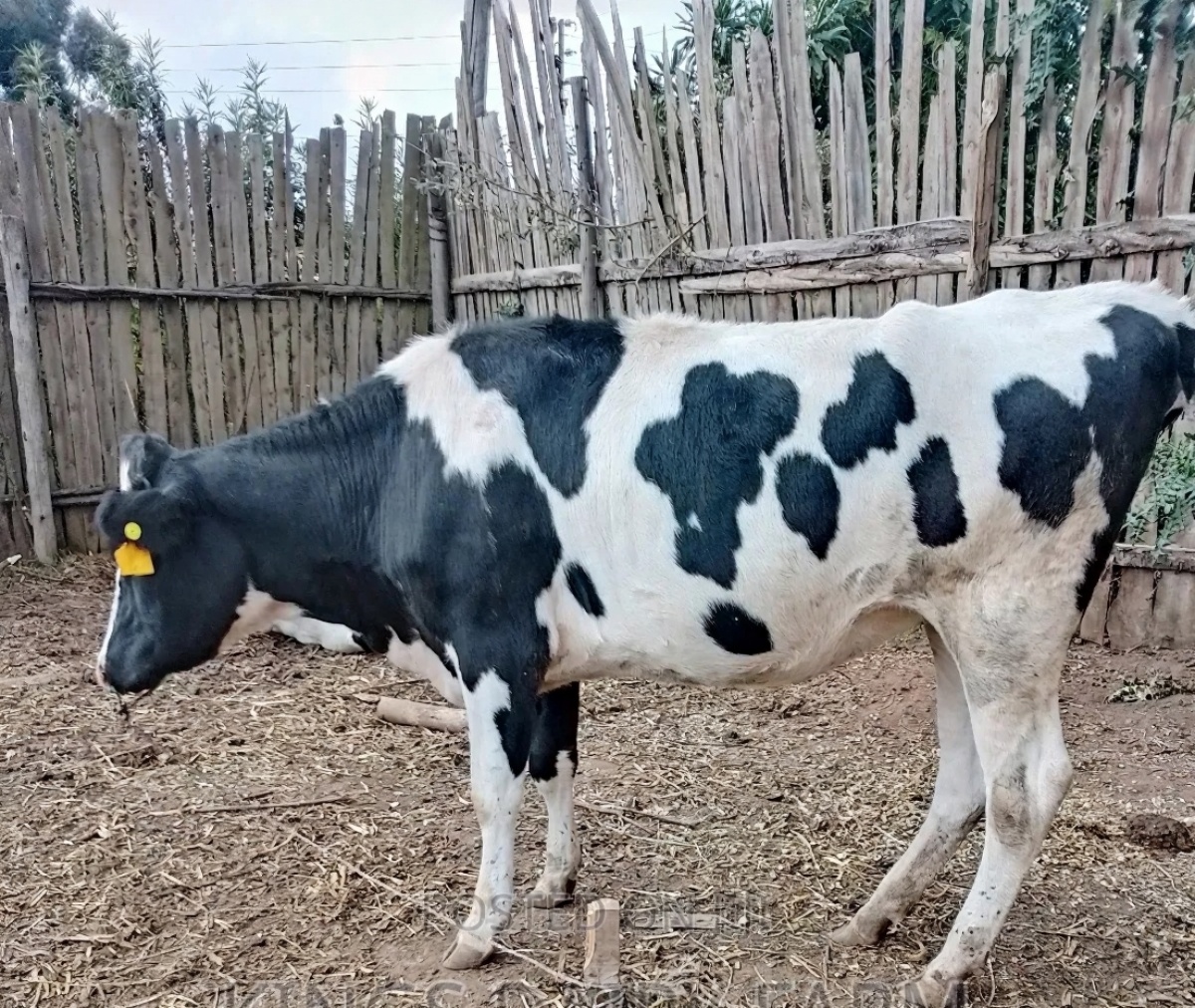 uwezo farm kenya dairy cow