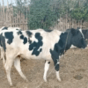  Premium Purebred Friesian Heifer - 3 Months In-Calf! - Image 4