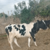  Premium Purebred Friesian Heifer - 3 Months In-Calf! - Image 3