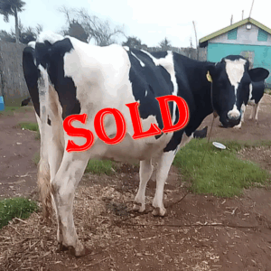 Premium Second-Calver Friesian Cow