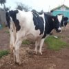 Premium Second-Calver Friesian Cow - Image 3
