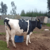 Premium Second-Calver Friesian Cow - Image 2