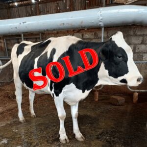 Premium Pedigree In-Calf Heifers for Sale – Future Dairy Champions!