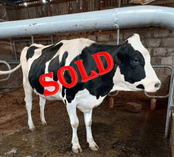 Premium Pedigree In-Calf Heifers for Sale – Future Dairy Champions!