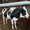 Premium Pedigree In-Calf Heifers for Sale – Future Dairy Champions! - Image 4