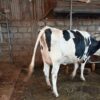 dairy cow for sale in kenya