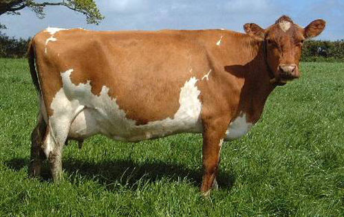 AYRSHIRE for sale in kenya