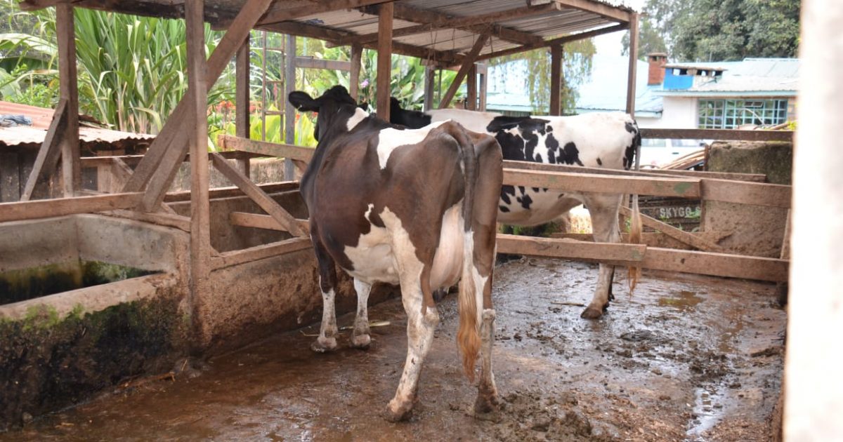 Benefits & Challenges of Small-Scale Dairy Farming in Kenya