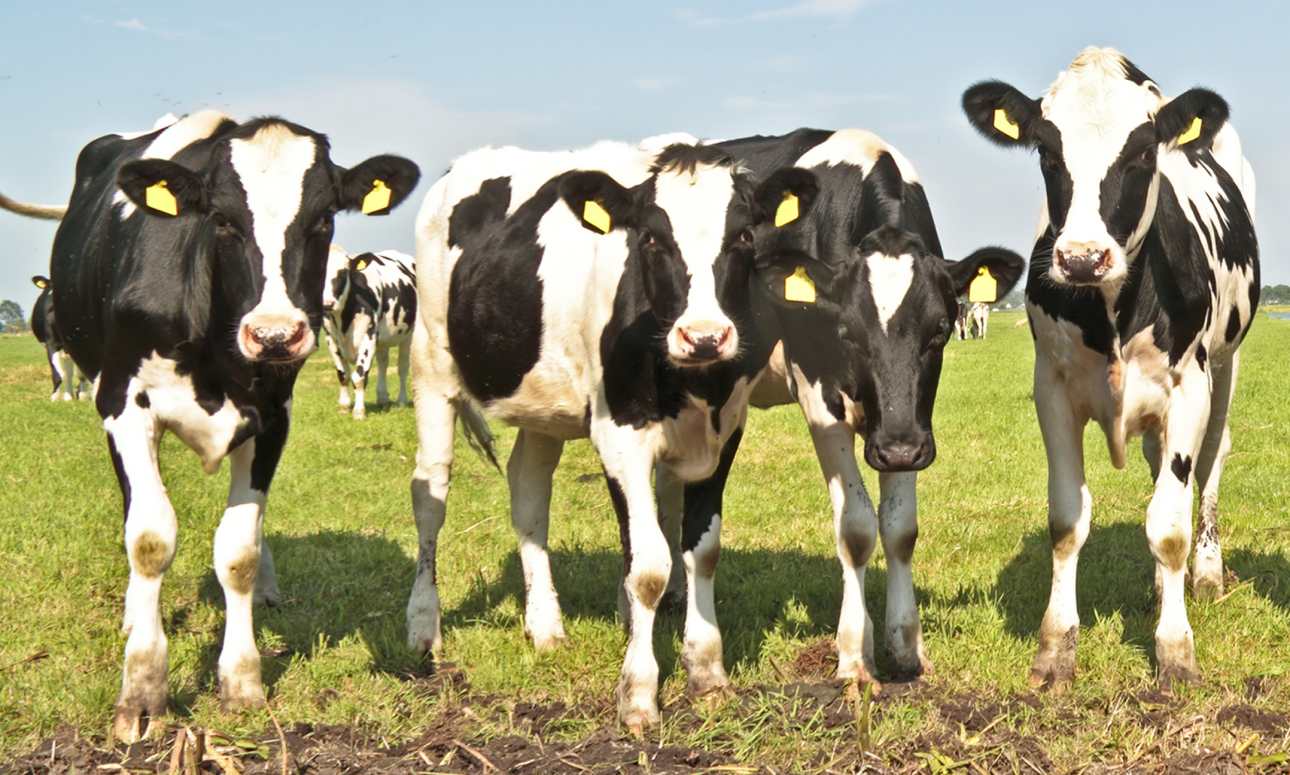 Benefits of Dairy Farming in Kenya Economy
