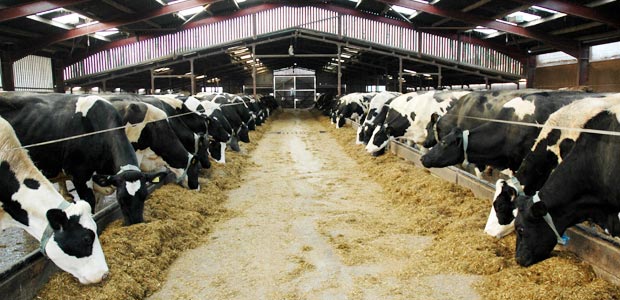 Dairy Farm in Kenya