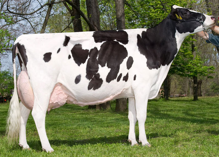 Friesian Cows in keny