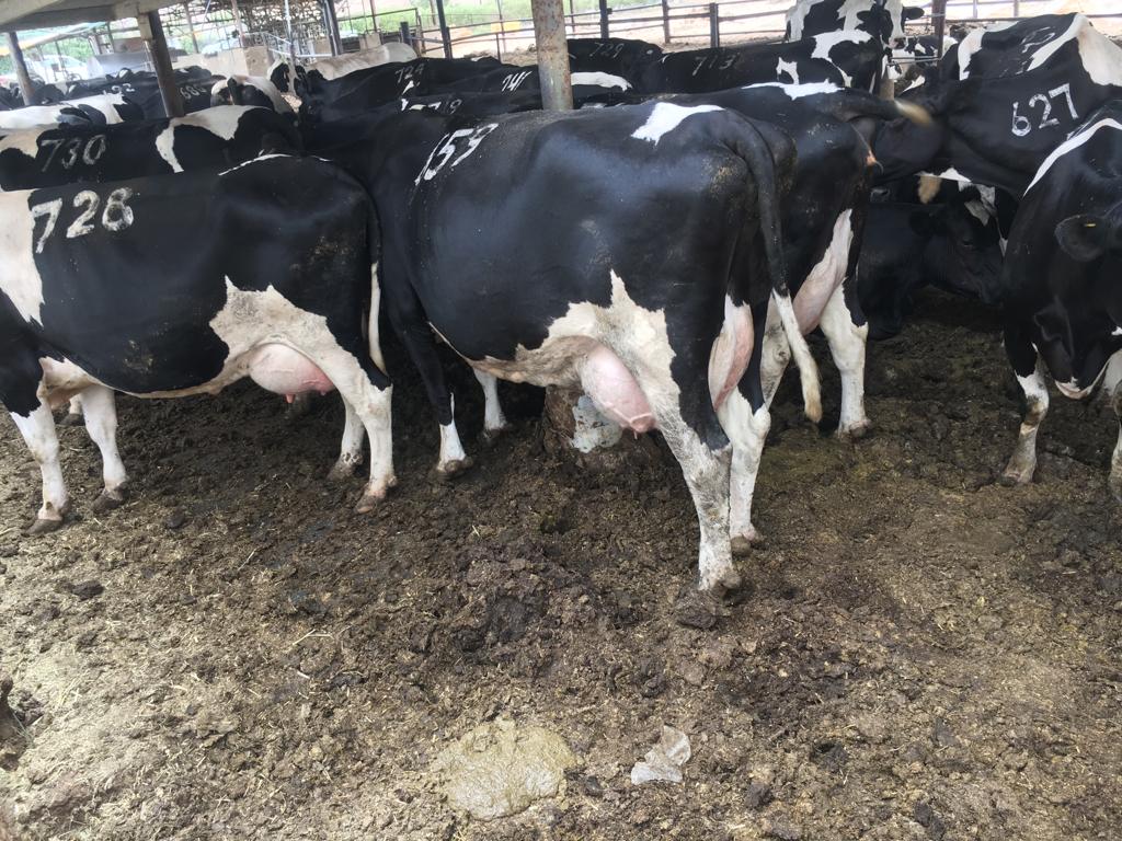 Friesian-cows-in-shed kenya