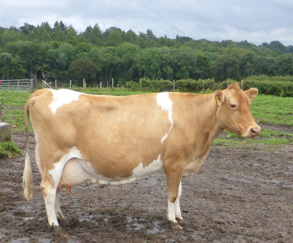 Guernsey-Cattle for sale kenya
