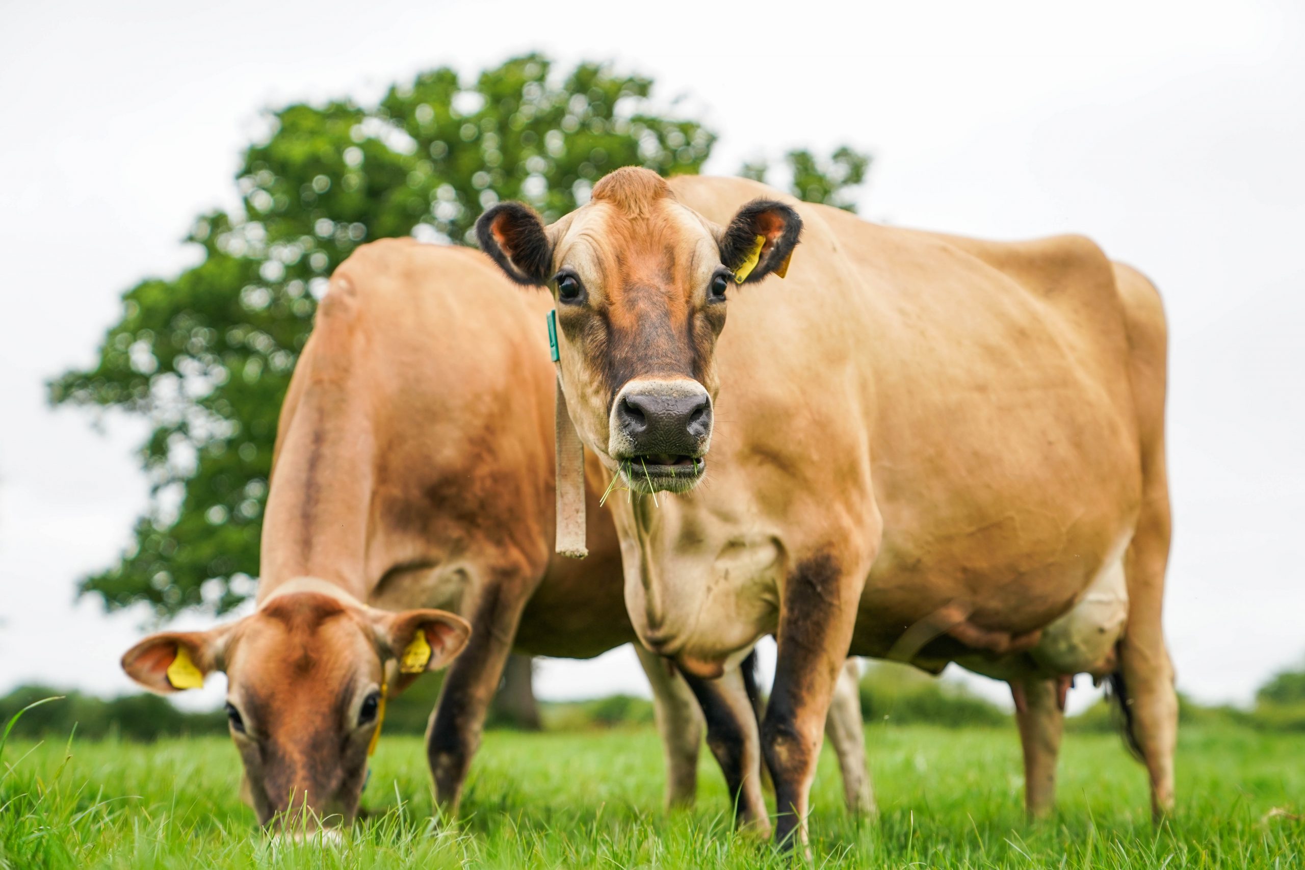 Jersey Cows in Kenya: Advantages & Challenges