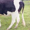For Sale: Premium Pedigree Friesian Heifer  kenya