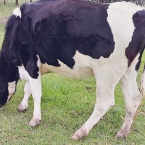 For Sale: Premium Pedigree Friesian Heifer  kenya Nyandarua