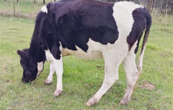 For Sale: Premium Pedigree Friesian Heifer  kenya Nyandarua