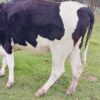 Premium Pedigree Friesian Heifer - 3 months in-calf - Image 4