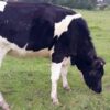 Premium Pedigree Friesian Heifer - 3 months in-calf - Image 3