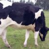 For Sale: Premium Pedigree Friesian Heifer  kenya