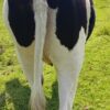 Premium Friesian Heifers – 7 Months In-Calf! - Image 4