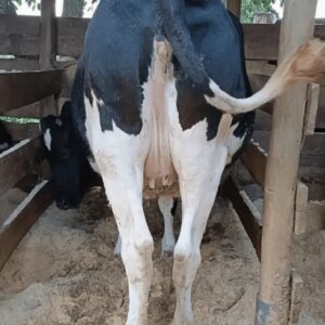 dairy cow in kenya