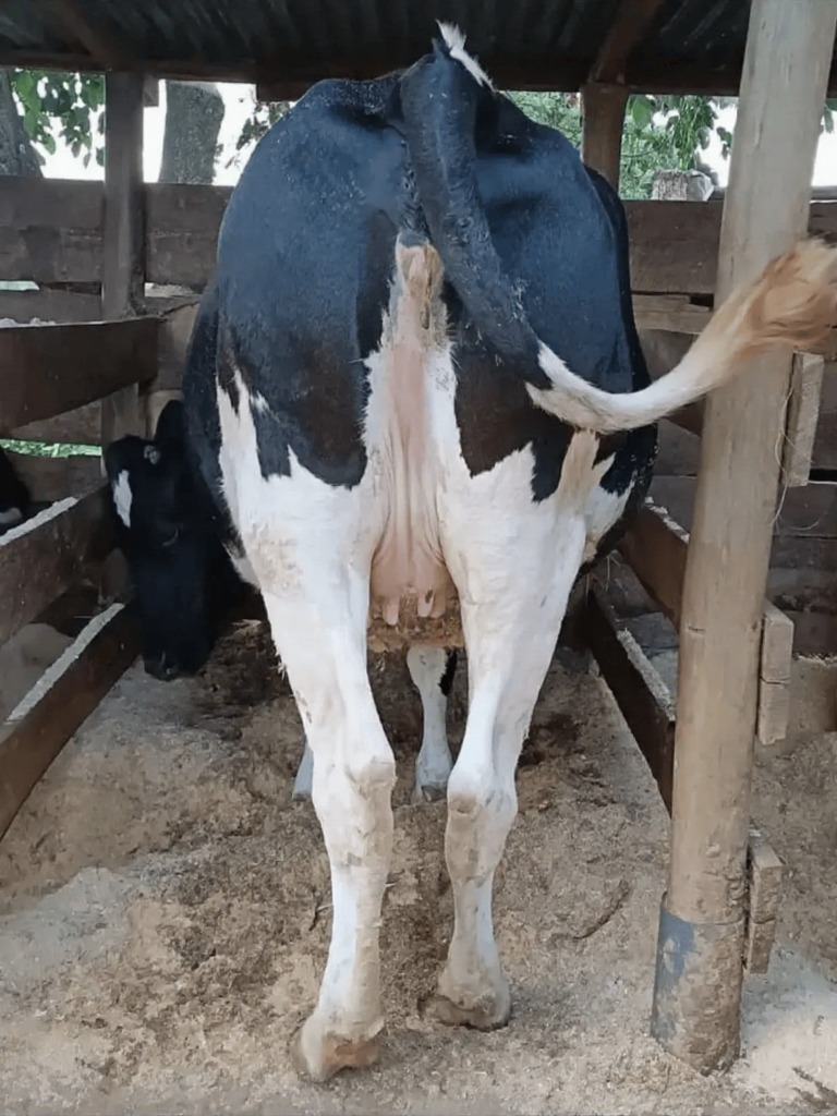 dairy cow in kenya