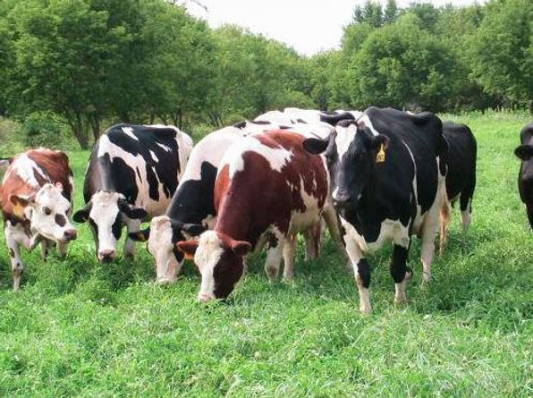 How to Make Dairy Farming Profitable in Kenya
